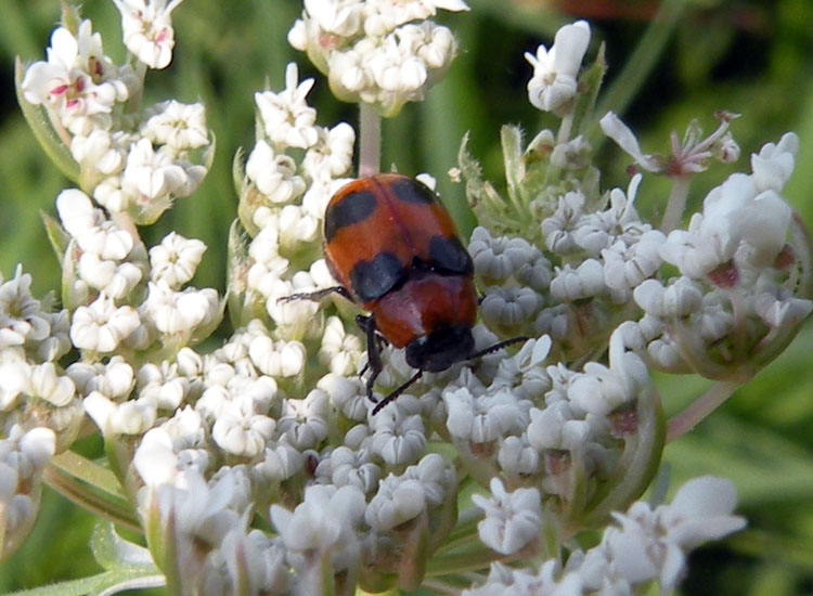 Coptocephala (Chrysomelidae)?